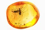 Detailed Fossil Fungus Gnats and Springtail In Baltic Amber #367533-1